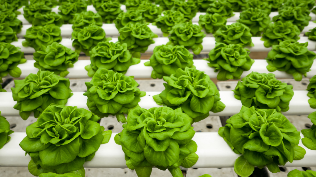 Małe sałaty w hydroponice.