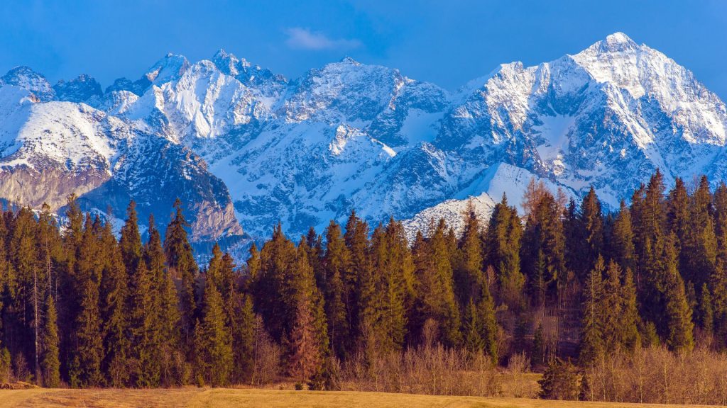 Widok na ośnieżone góry i las iglasty jesienią.